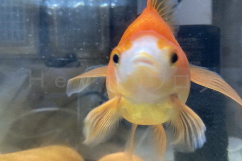 金魚日予知2508d_ドキンちゃん05