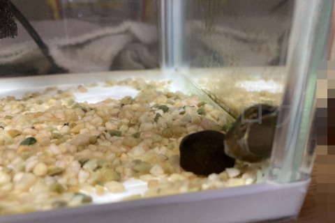 金魚日予知2508d_仲良しイシマキガイ