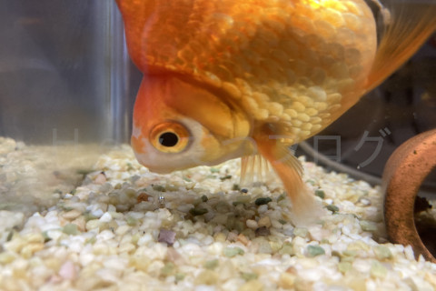 金魚日予知2508d_ドキンちゃん06