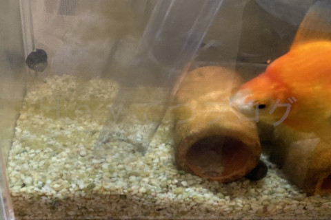 金魚日和2509a_プロホース吸出し開始前
