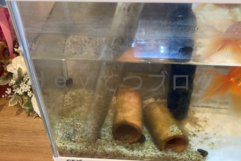 金魚日和2509a_みるみる排水される状況