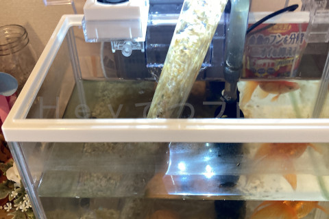 金魚日和2509a_プロホースが底石の汚れだけ吸出ししているところ