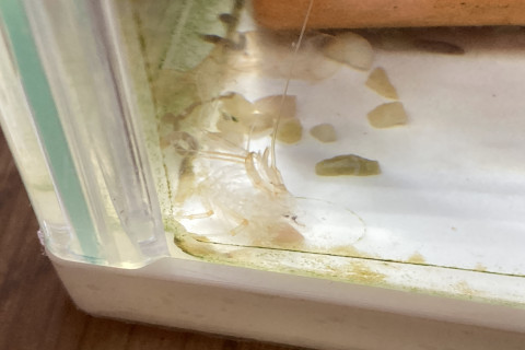 金魚日和2509b_ヤマトヌマエビの脱皮01