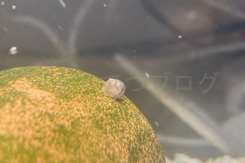 金魚日和2509b_ヒメタニシの赤ちゃん