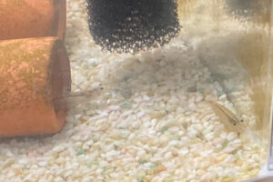 【金魚日和】水槽のお掃除スタッフたちのほのぼの日常！ヤマトヌマエビの脱皮とイシマキガイの仲良し風景