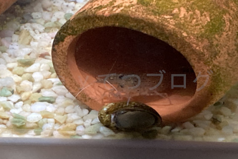 金魚日和2509b_イシマキガイの苔をツマツマ