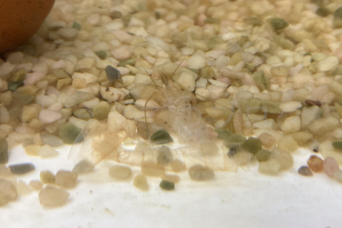 金魚日和2509b_また脱皮