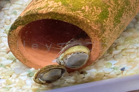 金魚日和2509b_仲良しイシマキガイ