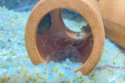 また脱皮