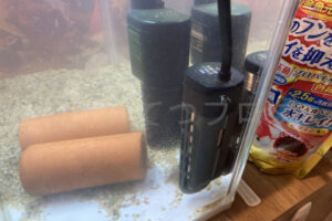 【金魚日和】寒くなってきたのでヒーターを導入！お掃除スタッフとドキンちゃんののんびり水槽生活